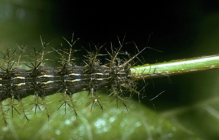 Fig.11 Larva <i>Lonomia columbiana</i>, (Saturniidae), se alimenta  <i>Protium stevensonii</i>, (Burseraceae), mostrando la parte dorsal trasero. Voucher: 04-SRNP-23491-DHJ86500.jpg.