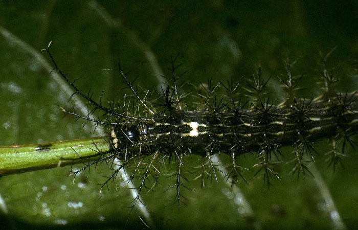 Fig.12 Larva <i>Lonomia columbiana</i>, (Saturniidae), se alimenta  <i>Protium stevensonii</i>, (Burseraceae), mostrando la parte dorsal tórax. Voucher: 04-SRNP-23491-DHJ86501.jpg.