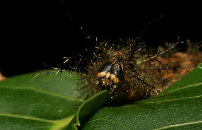Fig.13 Larva <i>Lonomia columbiana</i>, (Saturniidae), se alimenta  <i>Cedrela odorata</i>, (Meliaceae), mostrando la parte cabeza. Voucher: 06-SRNP-4626-DHJ410669.jpg.