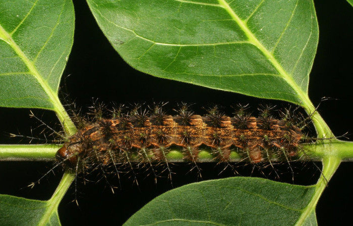 Fig.15 Larva <i>Lonomia columbiana</i>, (Saturniidae), se alimenta  <i>Cedrela odorata</i>, (Meliaceae), mostrando la parte lateral entero. Voucher: 06-SRNP-4626-DHJ410671.jpg.
