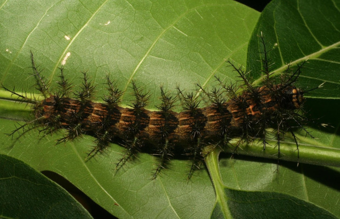 Fig.16 Larva <i>Lonomia columbiana</i>, (Saturniidae), se alimenta  <i>Cedrela odorata</i>, (Meliaceae), mostrando la parte dorsal entero. Voucher: 06-SRNP-4626-DHJ410672.jpg.