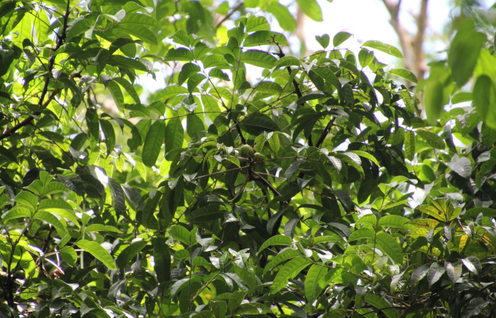 Fig. 18 Planta con fruto verde en el centro <i>Protium stevensonii</i>,(Burseraceae), hospedera de la larva <i>Lonomia columbiana</i>, (Saturniidae), foto 27 Mayo 2025, Sector Del Oro, Rio Chon, Roster Moraga.
