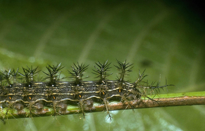 Fig.6 Larva <i>Lonomia columbiana</i>, (Saturniidae), se alimenta  <i>Protium stevensonii</i>, (Burseraceae), mostrando la parte dorsal trasero. Voucher: 04-SRNP-23491-DHJ86495.jpg.
