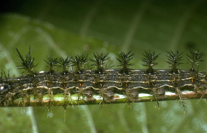 Fig.7 Larva <i>Lonomia columbiana</i>, (Saturniidae), se alimenta  <i>Protium stevensonii</i>, (Burseraceae), mostrando la parte lateral entero. Voucher: 04-SRNP-23491-DHJ86496.jpg.