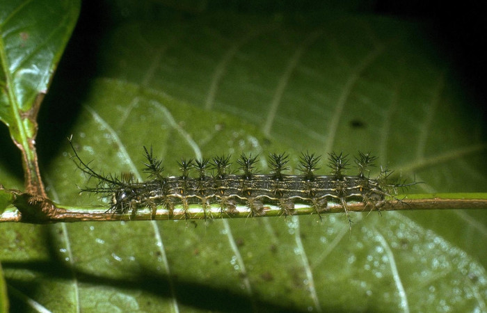 Fig.8 Larva <i>Lonomia columbiana</i>, (Saturniidae), se alimenta  <i>Protium stevensonii</i>, (Burseraceae), mostrando la parte lateral entero. Voucher: 04-SRNP-23491-DHJ86497.jpg.