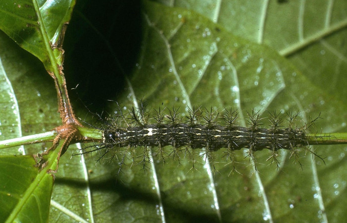Fig.9 Larva <i>Lonomia columbiana</i>, (Saturniidae), se alimenta  <i>Protium stevensonii</i>, (Burseraceae), mostrando la parte dorsal entero. Voucher: 04-SRNP-23491-DHJ86498.jpg.