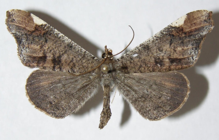 Figura 10. Adulto <i>Macrosoma</i> cascariaDHJ01 (Hedylidae), posición dorsal. Área de Conservación Guanacaste, Sector Santa Rosa. 06-SRNP-2761-DHJ344566.