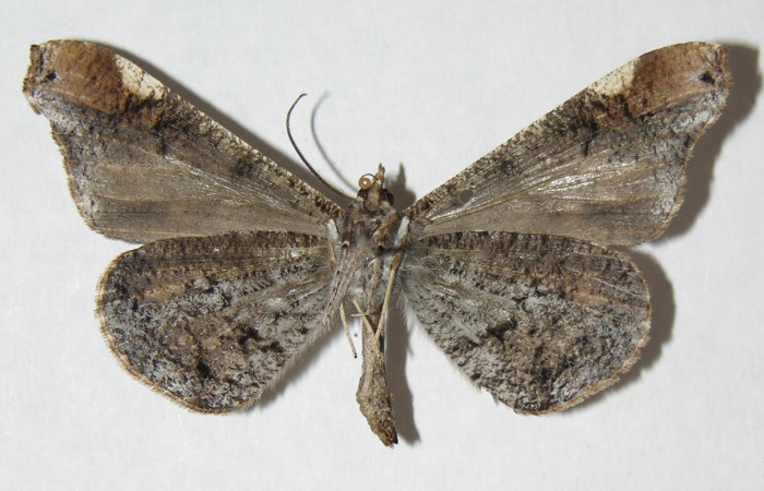 Figura 11. Adulto <i>Macrosoma</i> cascariaDHJ01 (Hedylidae), posición dorsal. Área de Conservación Guanacaste, Sector Santa Rosa. 06-SRNP-2761-DHJ344567.