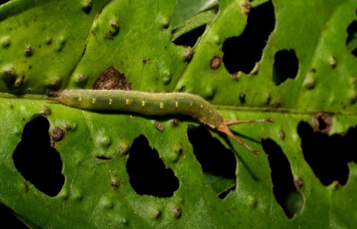 Figura 3. Larva de <i>Macrosoma</i> cascariaDHJ01 (Hedylidae), en último estadío, en la hoja de <i>Croton megistocarpus</i> (Euphorbiaceae) (21mm), 25 Octubre 2006, vista lateral. Voucher: 06-SRNP-47905-DHJ419168.jpg.