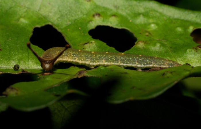 Figura 5. Larva de <i>Macrosoma</i> cascariaDHJ01 (Hedylidae), en último estadío, en la hoja de <i>Croton megistocarpus</i> (Euphorbiaceae) (21mm), 25 Octubre 2006, vista lateral. Voucher: 06-SRNP-47905-DHJ419171.jpg.