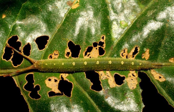 Figura 6. Larva de <i>Macrosoma</i> cascariaDHJ01 (Hedylidae), en último estadío, en la hoja de <i>Croton megistocarpus</i> (Euphorbiaceae) (21mm), 25 Octubre 2006, vista lateral. Voucher: 07-SRNP-45764-DHJ428370.jpg.