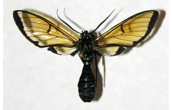 Fig.1. Adullto de <i>Trichura druryi</i> en posición dorsal. Voucher : 05-SRNP-3077-DHJ318398.jpg.