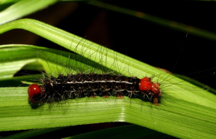 Fig.10. Larva de <i>Clystea newspecies</i> en posición lateral. Voucher : 06-SRNP-40064-DHJ409475.jpg.