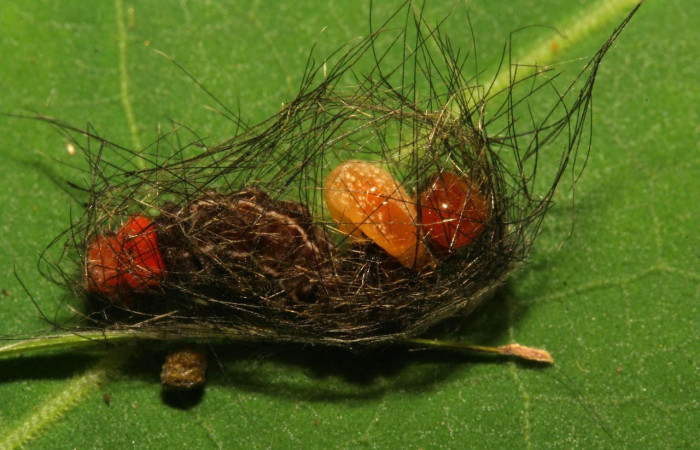 Fig.15. Larva de <i>Trichura druryi</i>. Voucher : 12-SRNP-30357-DHJ485199.jpg.