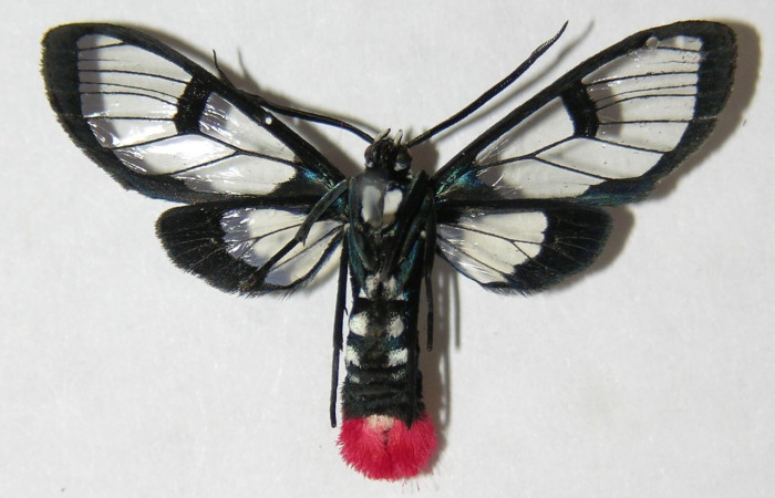 Fig.2.Adulto de <i>Clystea newspecies</i> en posición dorsal. Voucher : 09-SRNP-32530-DHJ513801.jpg.