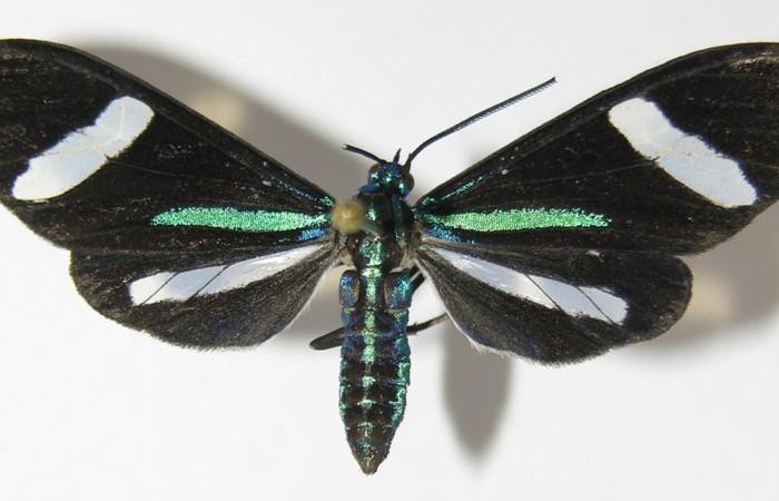 Fig.4.Adulto de <i>Mydromera notochloris</i> en posición dorsal. Voucher : 12-SRNP-30267-DHJ579398.jpg.