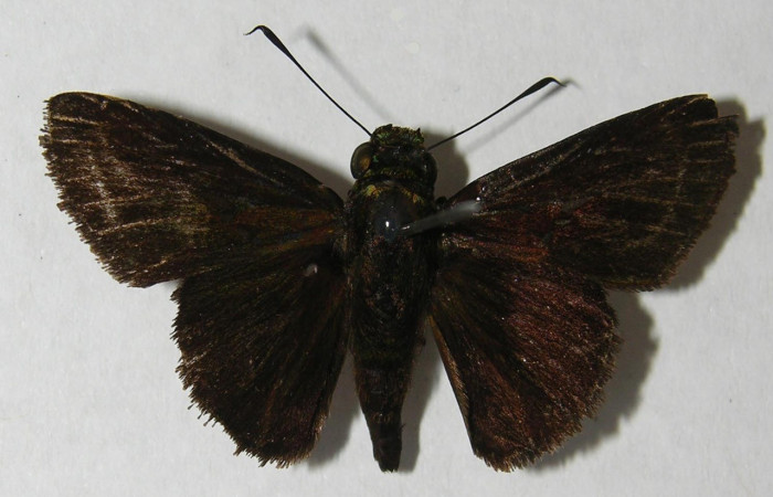 Fig.5.Adulto de<i> hespBioLep01</i> BioLep12 en posición dorsal. Voucher : 12-SRNP-30337-DHJ569900.jpg.