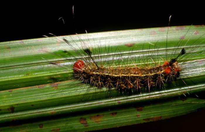 Fig.6. Larva de <i>Trichura druryi</i> en posición lateral. Voucher : 06-SRNP-42324-DHJ414792.jpg.