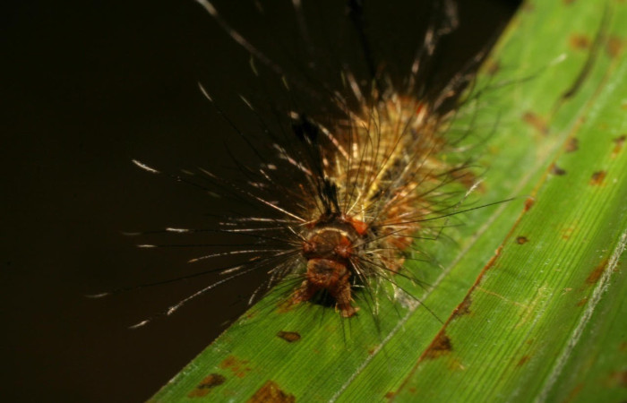 Fig.8. Larva de <i>Trichura druryi</i> en posición torax. Voucher : 06-SRNP-42324-DHJ414789.jpg.