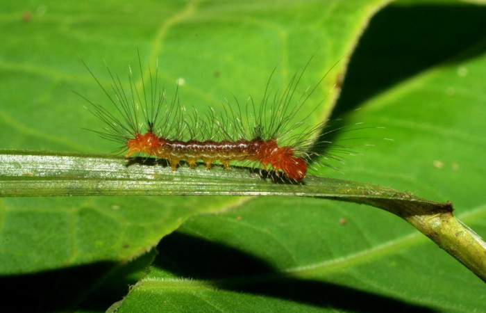 Fig.9. Larva de <i>Clystea newspecies</i> en posición lateral. Voucher : 06-SRNP-32746-DHJ415905.jpg.