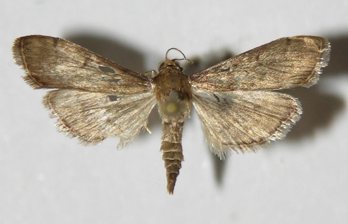 Fig. 01. Adulto de <i>Herpetogramma phaeopteralis</i>, vista dorsal, 20mm de logitud. Voucher: 04-SRNP-32462-DHJ332438.jpeg.