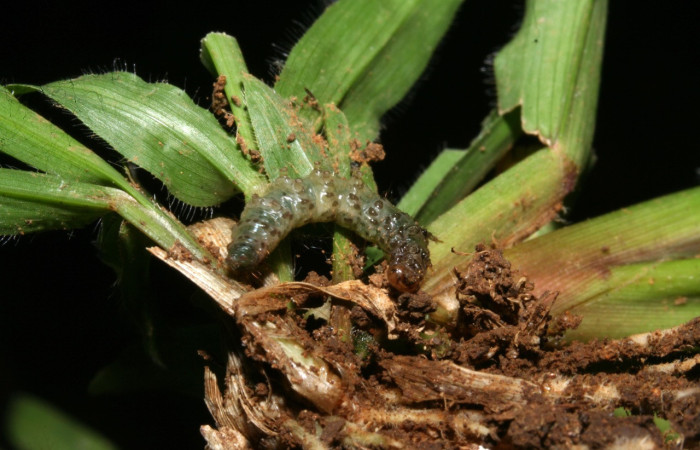 Fig. 03. Larva de <i>Herpetogramma phaeopteralis</i>, vista lateral, 15mm de longitud, último estadío. Voucher: 10-SRNP-41296-DHJ472842.jpeg.