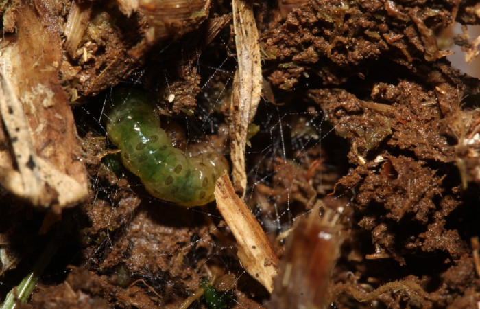 Fig. 06. Larva de <i>Herpetogramma phaeopteralis</i>, hábitat o escondite, 14mm de longitud, último estadío. Voucher: 20-SRNP-31771-DHJ778127.jpeg.