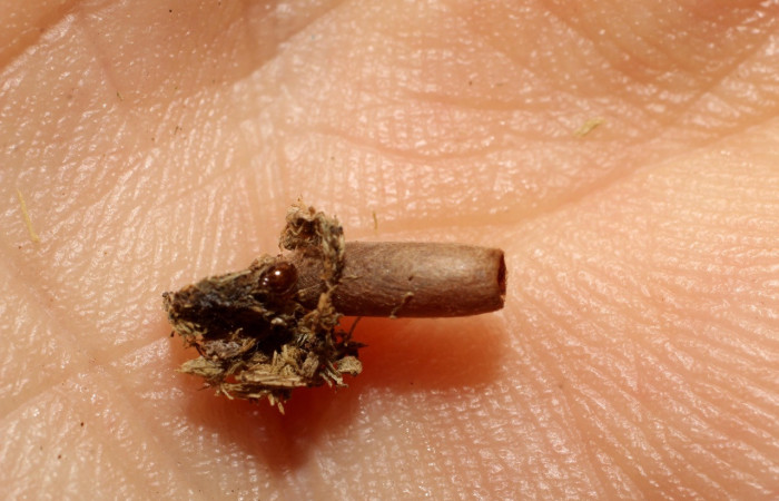 Fig. 09. Capullo de Hymenoptera,  Braconidae <i>Macrocentrus</i> parasitoide de <i>Herpetogramma phaeopteralis</i>. Voucher: 10-SRNP-30965-DHJ498163.jpeg.