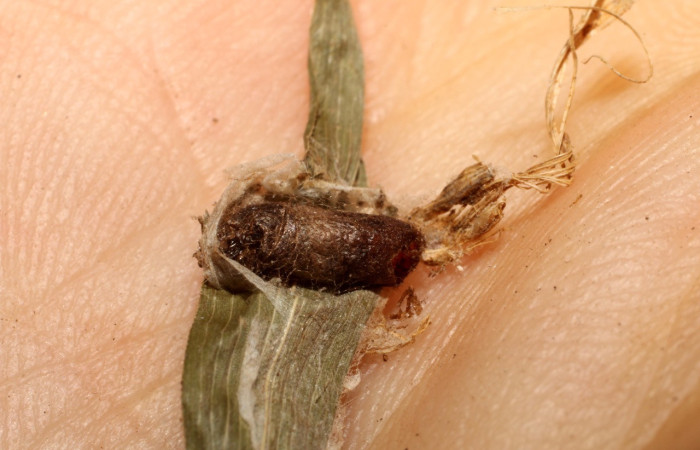 Fig. 10. Capullo de Hymenoptera,  Braconidae <i>Diadegma</i> parasitoide de <i>Herpetogramma phaeopteralis</i>. Voucher: 10-SRNP-41210-DHJ496422.jpeg.