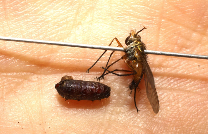Fig. 11. Capullo y adulto de Diptera, Tachinidae <i>Leskia</i> parasitoide de <i>Herpetogramma phaeopteralis</i>. Voucher: 10-SRNP-41119-DHJ477940.jpeg.