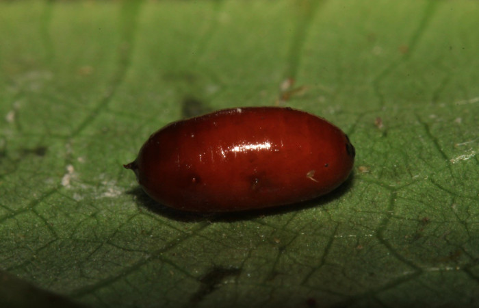 Figura 4. Pupario de mosca de <i>Chetogena</i> scutellarisDHJ01, parásito en Sabulodes loba (Geometridae). Voucher: 14-SRNP-31835-DHJ721534.jpg.