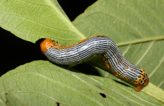 Figura 1. Larva de <i>Sabulodes loba</i> (Geometridae). Parte dorsal. Voucher: 17-SRNP-2144-DHJ704750.jpg.