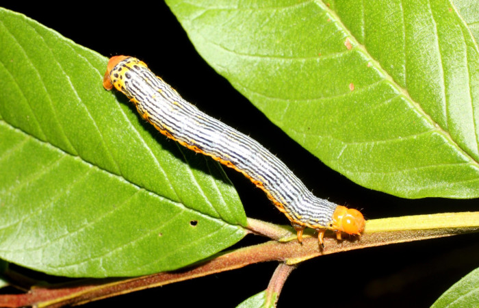 Figura 2. Larva de <i>Sabulodes loba</i> (Geometridae). Parte dorsal. Voucher: 17-SRNP-2144-DHJ704755.jpg.