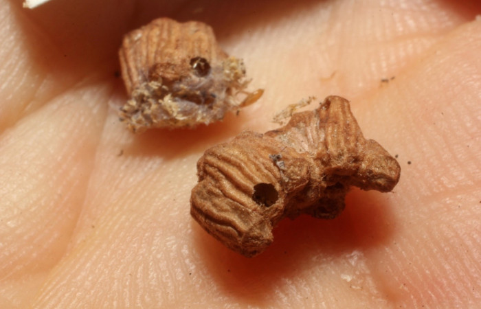 Fig. 10 Parásito (Braconiidae) se alimento de larva <i>Manduca lefeburii</i> (Sphingidae), vista teral mide 97mm. Bosque Húmedo, Sector Santa Rosa, 675m, 13-SRNP-10043-DHJ804502.jpg