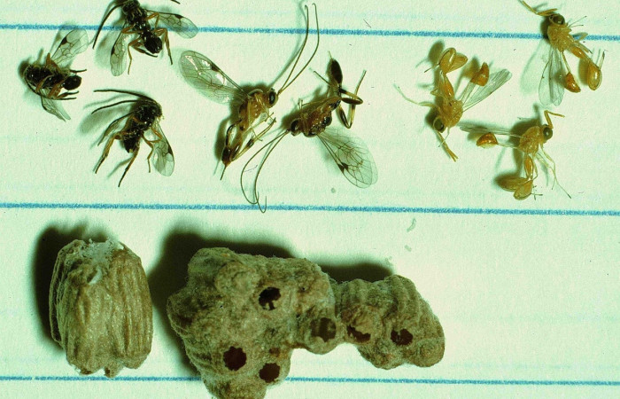 Fig. 11 Parásito (Braconidae) se alimentó de larva <i>Manduca lefeburii</i> (Sphingidae), Bosque Húmedo, Sector Santa Rosa, 675m. 92-SRNP-2496-DHJ15403.jpg