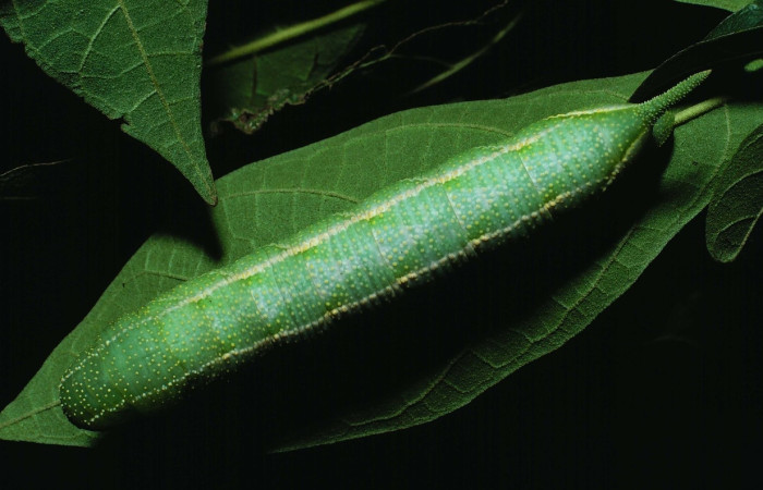 Fig. 12 Larva <i>Manduca corallina</i> (Sphingidae), mide 60mm. Bosque Húmedo, Sector Santa Rosa, 675m. 87-SRNP-1218-DHJ10336.jpg