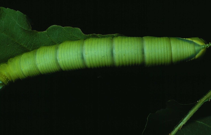 Fig. 13 Larva <i>Manduca lefeburii</i> (Sphingidae), vista dorsal. Bosque Húmedo, Sector Santa Rosa, 675m. 84-SRNP-833-DHJ7723.jpg 