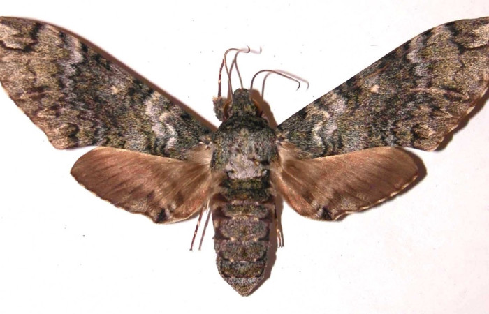 Fig. 14 larva <i>Manduca corallina</i> (Sphingidae), mide 117mm. Area administrativa, Sector Santa Rosa, 675m . 83-SRNP -1025-DHJ35722.