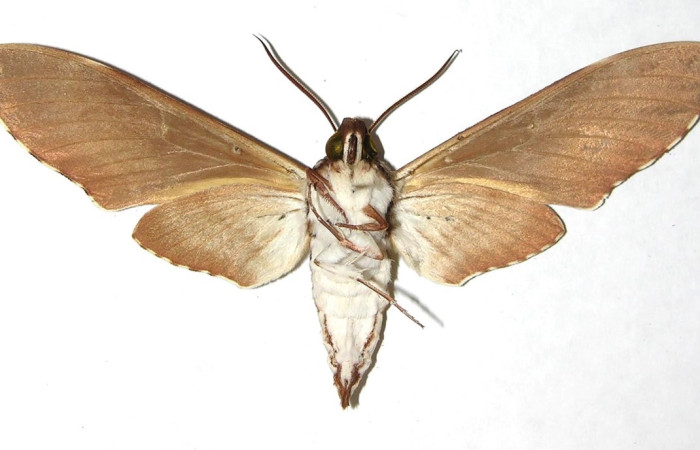 Fig. 15 Adulto <i>Manduca lefeburii</i> (Sphingidae), hembra vista ventral mide 94mm. Luces, Sector Santa Rosa, 675m. 05-SRNP-14064-DHJ305421