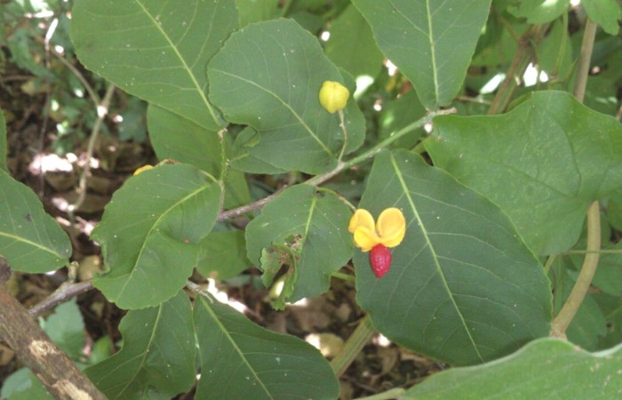 Fig. 16 Planta <i>Casearia corymbosa</i> hospedera de larva <i>Manduca lefeburii</i> 2025-06-03 at 3.47.29 .jpg