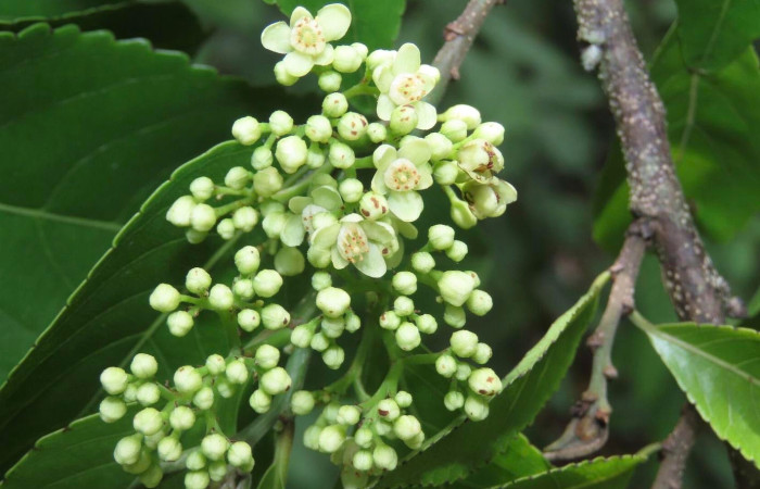 Fig. 17 Planta <i>Casearia corymbosa</i> hospedera de larva <i>Manduca lefeburii</i> 2025-06-03 at 3.47.29 .jpg