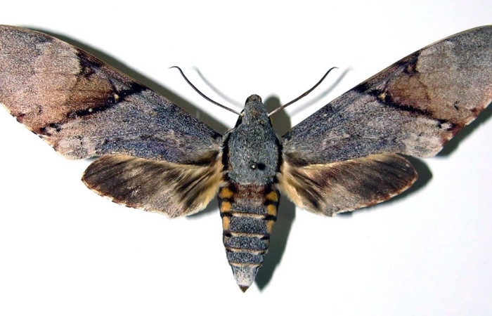 Fig. 1 Adulto <i>Manduca lefeburii</i> (Sphingidae), hembra vista dorsal mide 97mm. Estación, Sector Cacao, 675m. 03-SRNP-12409-DHJ96078. 