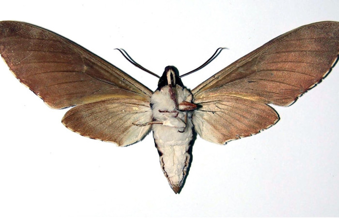 Fig. 2 Adulto <i>Manduca lefeburii</i> (Sphingidae), hembra vista ventral mide 97mm. Estación, Sector Cacao, 675m. 03-SRNP-12409-DHJ96079.