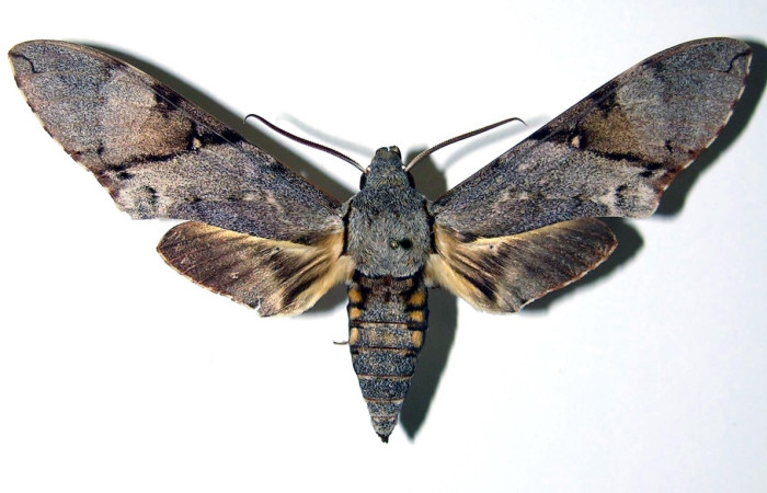 Fig. 3 Adulto <i>Manduca lefeburii</i> (Sphingidae), hembra vista dorsal mide 97mm. Estación, Sector Cacao, 675m. 03-SRNP-12408-DHJ96080. 