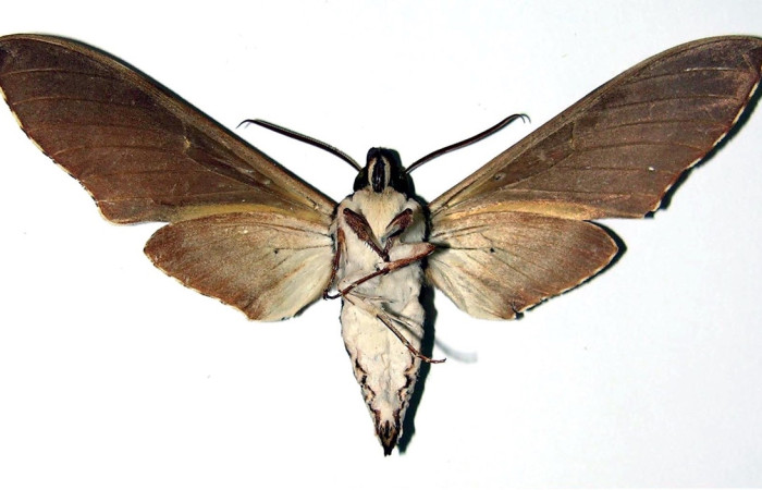 Fig. 4 Adulto <i>Manduca lefeburii</i> (Sphingidae), hembra vista ventral mide 97mm. Estación, Sector Cacao, 675m. 03-SRNP-12408-DHJ96081.