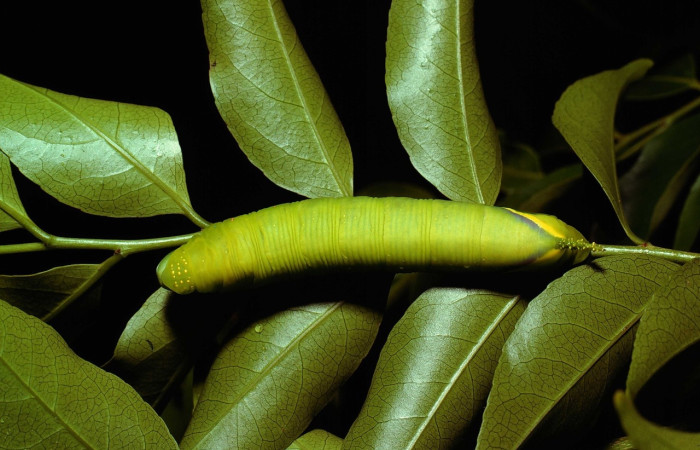 Fig. 5 Larva <i>Manduca lefeburii</i> (Sphingidae), vista dorsal mide 97mm. Bosque Húmedo, Sector Santa Rosa, 675m. 80-SRNP-177-DHJ1161.jpg