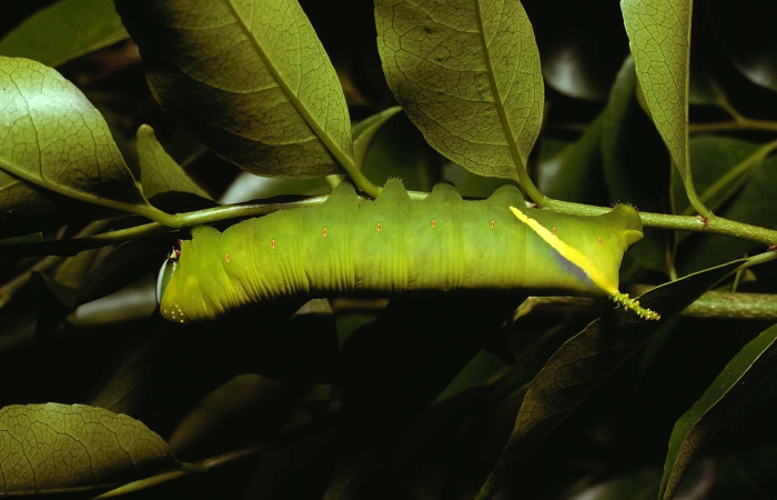 Fig. 6 Larva <i>Manduca lefeburii</i> (Sphingidae), vista lateral mide 97mm. Bosque Húmedo, Sector Santa Rosa, 675m. 80-SRNP-177-DHJ1162.jpg
