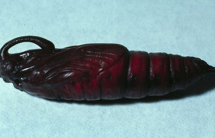 Fig. 7 Pupa <i>Manduca lefeburii</i> (Sphingidae), vista lateral . Bosque Húmedo, Sector Santa Rosa, 675m. 84-SRNP-856-DHJ7737.jpg