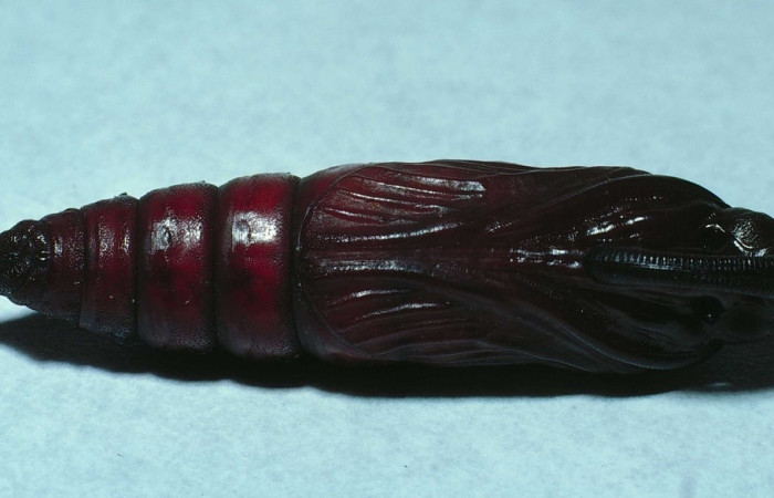Fig. 8 Pupa <i>Manduca lefeburii</i> (Sphingidae), vista lateral. Bosque Húmedo, Sector Santa Rosa, 675m. 84-SRNP-856-DHJ7740.jpg 