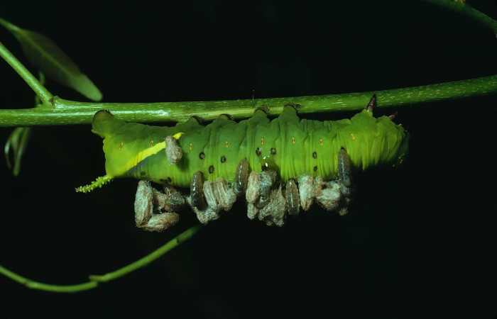 Fig. 9 Parásito de (Braconiidae) larvitas saliendo de larva de  <i>Manduca lefeburii</i> (Sphingidae), vista lateral mide 97mm. Bosque Húmedo, Sector Santa Rosa, 675m. 80-SRNP-177-DHJ1168.jpg